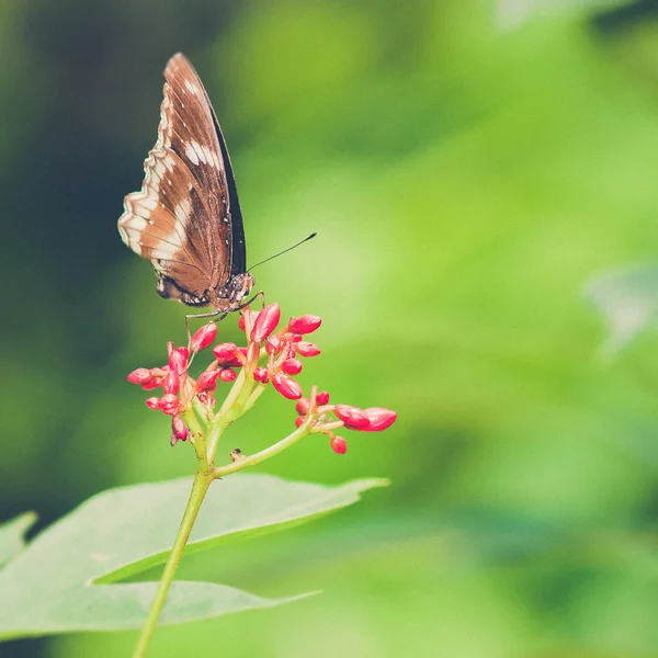 Un beau papillon assis dans la fleur (Filtre vintage effe — Photo