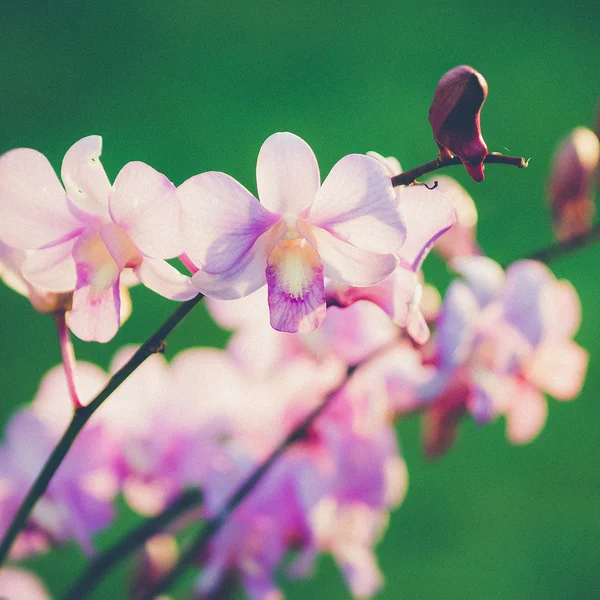 Pink dendrobium orchid flower (Vintage filter effect used) — Stock Photo, Image