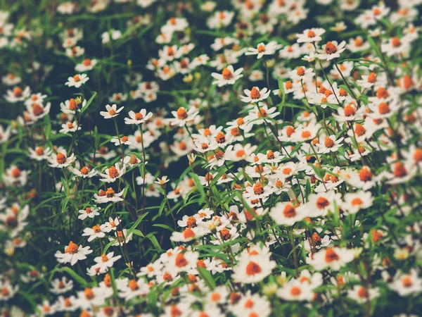 Gebied van de madeliefjebloemen (Vintage filtereffect gebruikt) — Stockfoto