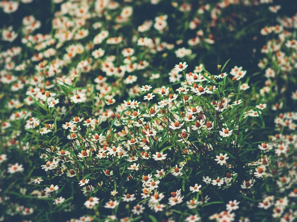 Поле цветочных маргариток (эффект винтажного фильтра ) — стоковое фото