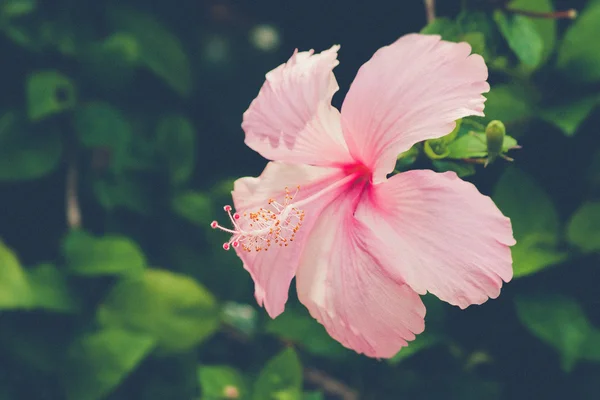 Vivid pink hibicus is blooming (Vintage filter effect used) — Stock Photo, Image