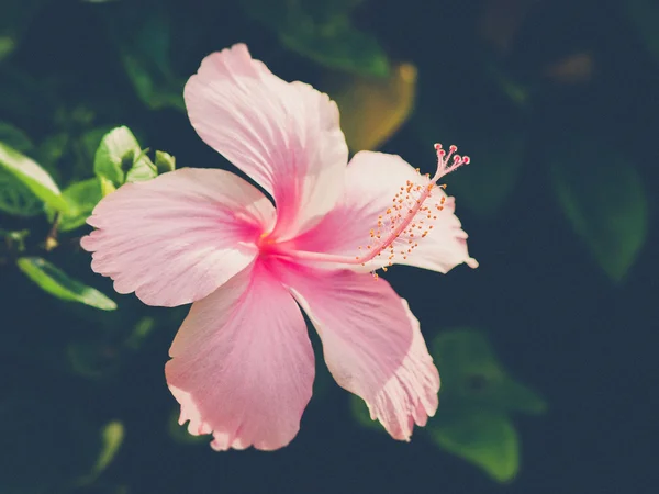 Vivid hibicus rosa está florescendo (efeito de filtro vintage usado ) — Fotografia de Stock