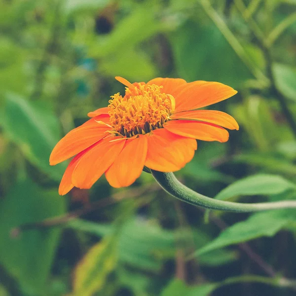 A close up of a Mexican Sunflower (Vintage filter effect used) — Stock Photo, Image