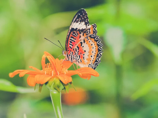 Ein schöner Schmetterling sitzt in der Blume (vintage filter effe — Stockfoto