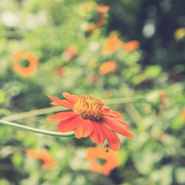 A yakın çekim bir Meksikalı ayçiçeği (kullanılan Vintage filtre efekti)