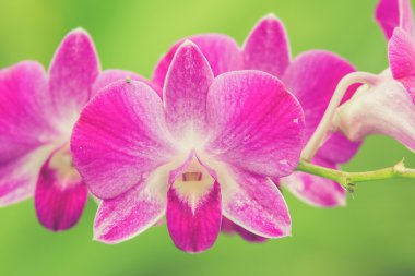 güzel parlak pembe mor dendrobium orkide çiçek (Vintage f