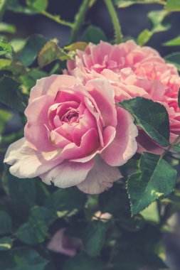 Pembe Gül Bush bir bahçe (kullanılan Vintage filtre efekti)