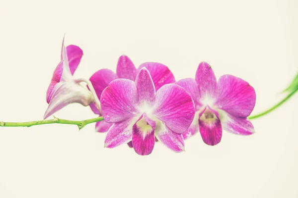 Beautiful bright pink purple dendrobium orchid flower (Vintage f — Stock Photo, Image