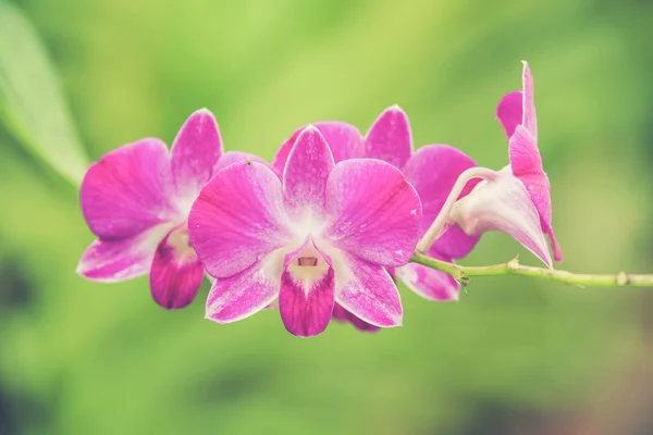 Beautiful bright pink purple dendrobium orchid flower (Vintage f — Stock Photo, Image