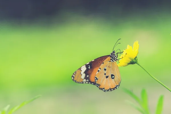 Schöner Schmetterling in der Blume sitzend (Vintage Filtereffekt) — Stockfoto