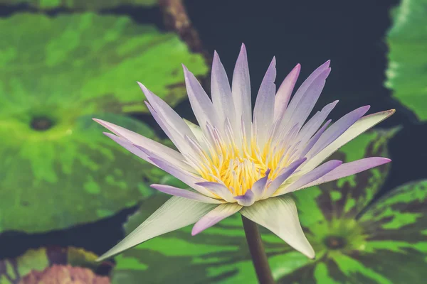 Blühende weiße Seerose über der Wasseroberfläche (vintage filte — Stockfoto