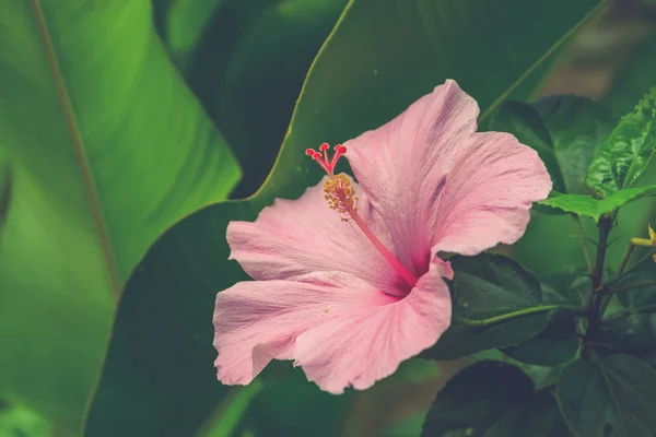 Leuchtend rosa Hibicus blüht (Vintage-Filtereffekt genutzt) — Stockfoto