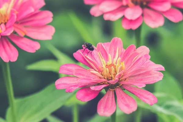 Hover flugor på rosa Zinnia (Vintage filtereffekt används) — Stockfoto