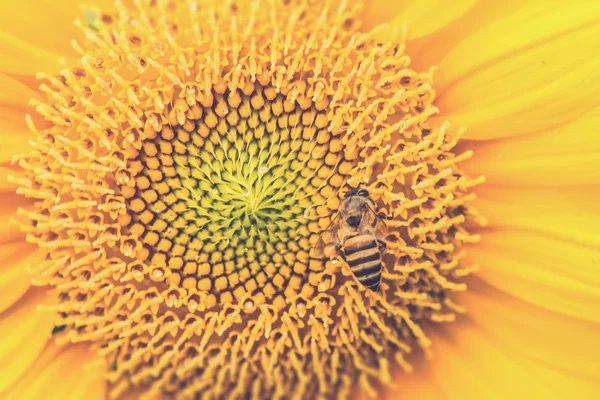Close Up of Sunflower with bee (Vintage filter effect used) — Stock Photo, Image