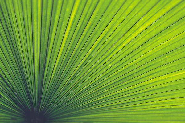 Texture of Green palm Leaf (Vintage filter effect used) — Stock Photo, Image