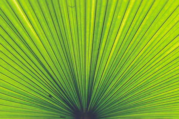 Texture of Green palm Leaf (Vintage filter effect used) — Stock Photo, Image