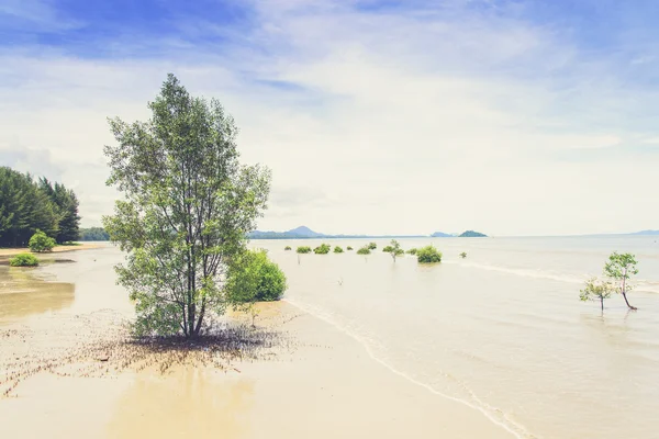 Lanscape of tropical beach with mangrove tree in southern of Tha — Stock Photo, Image