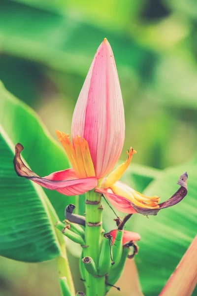 Flor de banana rosa close up (efeito de filtro vintage usado ) — Fotografia de Stock