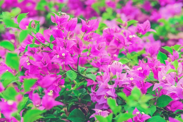 Bougainvillea floresce no jardim, foco suave (filtro Vintage e — Fotografia de Stock