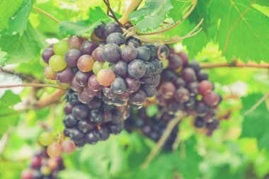 Üzüm asma (kullanılan Vintage filtre efekti)