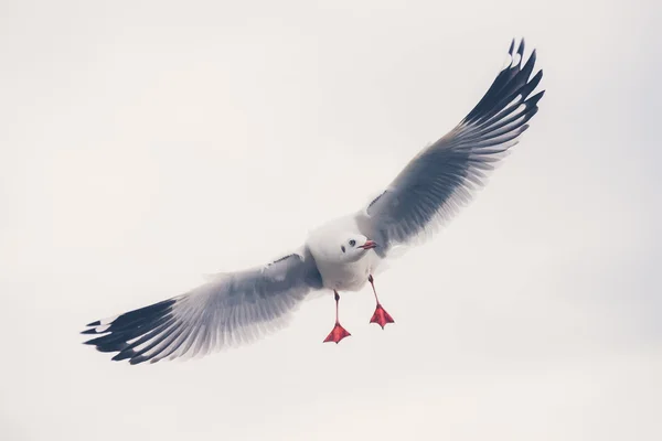 Gaviotas voladoras en acción (efecto filtro Vintage utilizado ) — Foto de Stock