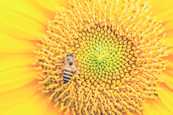 Nära upp av solros med bee (Vintage filtereffekt används) — Stockfoto