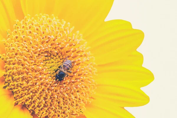 Close Up of Sunflower with bee (Vintage filter effect used) — Stock Photo, Image