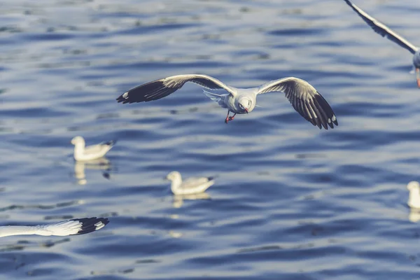 Flying seagull in action (Vintage filter effect used) — Stock Photo, Image