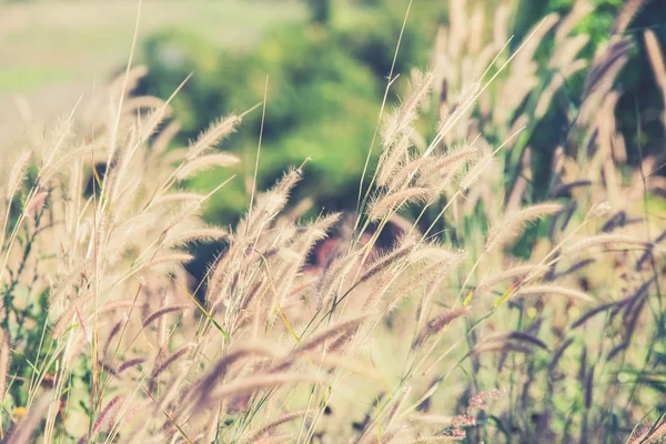 The flower of grass in evening time (Vintage filter effect used) — Stock Photo, Image
