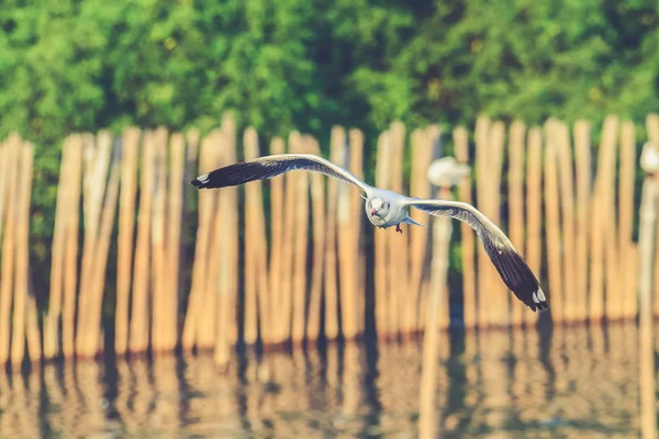 Flying seagulls in action at Bangpoo Thailand (Vintage filter ef — Stock Photo, Image