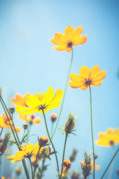 Cosmos flowers and blue sky (Vintage filter effect used) — Stock Photo, Image