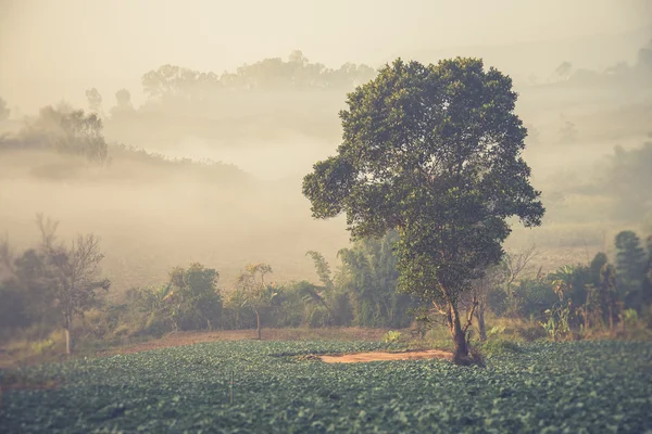 Landscape of mountain view at Phuthapboek Khoo kho , Phetchabun — Stock Photo, Image