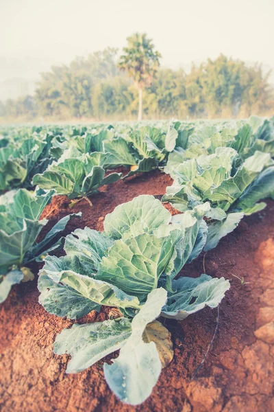 Many green cabbages in the agriculture fields (Vintage filter ef — Stock Photo, Image