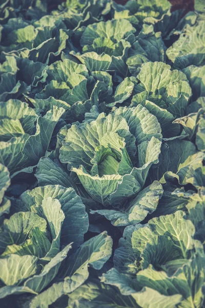 Many green cabbages in the agriculture fields (Vintage filter ef — Stock Photo, Image