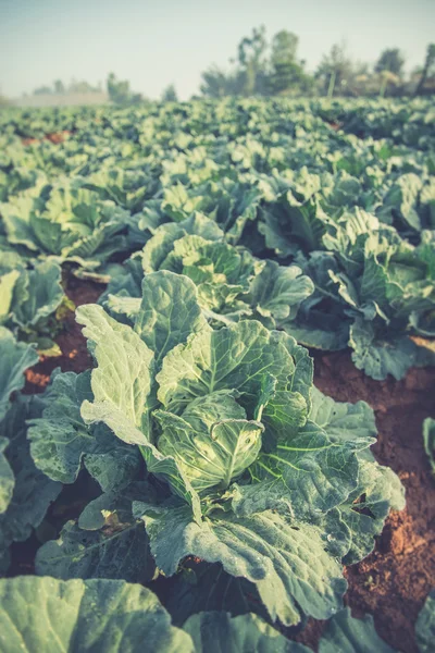 Many green cabbages in the agriculture fields (Vintage filter ef — Stock Photo, Image