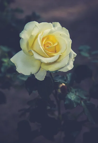 Розы на кустах в саду (используется эффект винтажного фильтра ) — стоковое фото