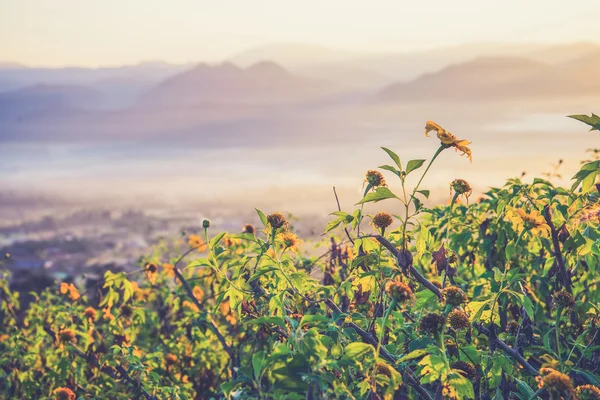 Valle de malezas de girasol mexicano en Tailandia. (Efecto de filtro Vintage —  Fotos de Stock