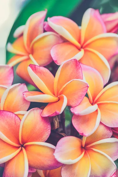 Branch of tropical flowers frangipani (Vintage filter effect use — Stock Photo, Image