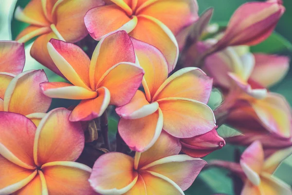Ramo de flores tropicais frangipani (Uso de efeito de filtro vintage — Fotografia de Stock