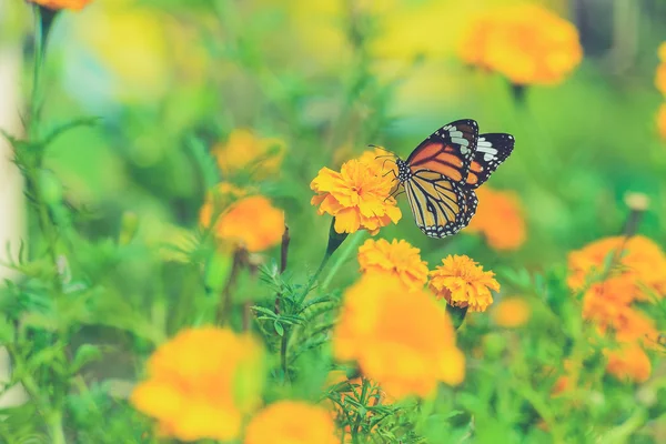 Hermosa mariposa sentada en la flor (efecto filtro Vintage —  Fotos de Stock