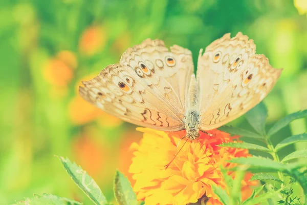 Beau papillon assis dans la fleur (effet filtre Vintage — Photo