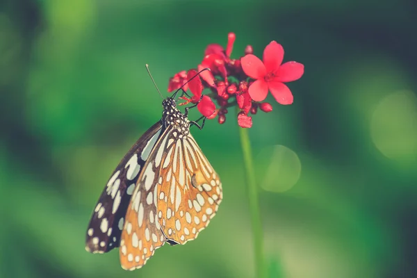 फुलात बसलेला सुंदर फुलपाखरू (विंटेज फिल्टर प्रभाव — स्टॉक फोटो, इमेज