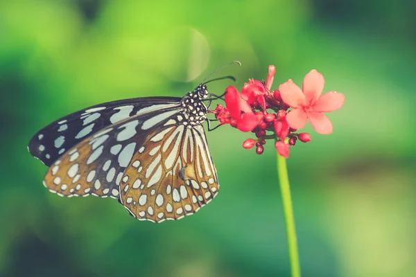 Beautiful butterfly sitting in the flower (Vintage filter effect — Stock Photo, Image