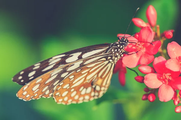 Beautiful butterfly sitting in the flower (Vintage filter effect — Stock Photo, Image