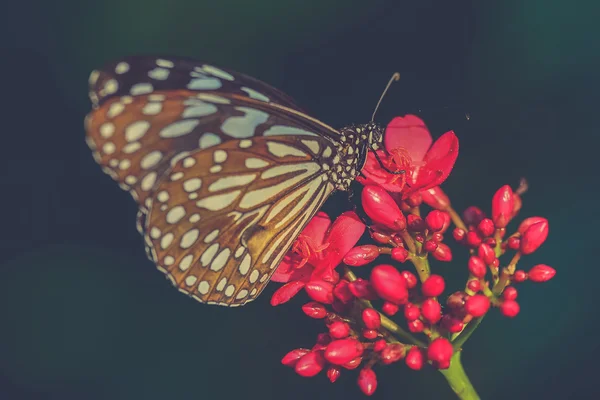 Beautiful butterfly sitting in the flower (Vintage filter effect — Stock Photo, Image