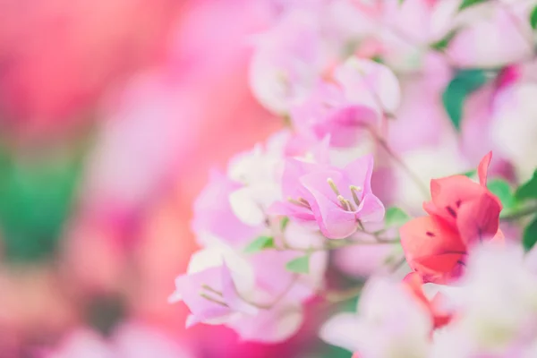 Bougainvillea blommar i trädgården, mjuk fokus (Vintage filter e — Stockfoto