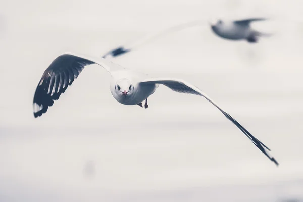 Літаюча чайка (Вінтажний фільтр використовується ) — стокове фото