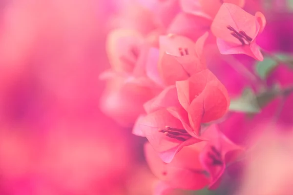Flor de buganvília rosa no jardim, foco suave (Vintage fil — Fotografia de Stock