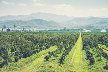 Thanatorn turuncu çiftlik bulun (Vintage filt Chiangmai, Tayland
