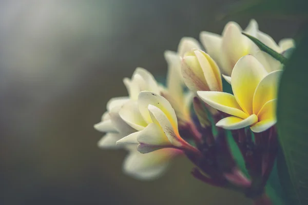 Ветвь тропических цветов frangipani (plumeria) (Винтажный фильтр — стоковое фото